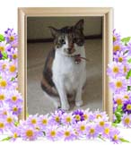 たまちゃんの追悼写真（猫の火葬）