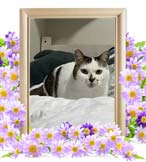 たまちゃんの追悼写真