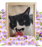 たまおちゃんの追悼写真