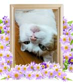 たまごちゃんの追悼写真（猫の火葬）