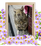 小動物の火葬(だいふく)