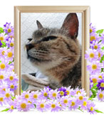 ちぃちゃんの追悼写真（猫の火葬）