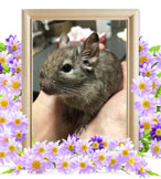 小動物の火葬(ちっち)