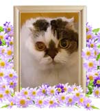 ちっちちゃんの追悼写真（猫の火葬）