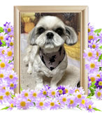 犬の火葬(ちび)