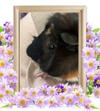 モルモットの火葬(ちび太)