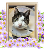 猫の火葬(ちゃい)