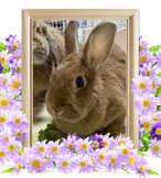 ペットの火葬(ちゃちゃ)