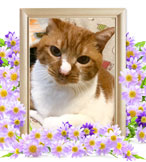 ペット火葬(ちゃびー)