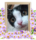 猫の火葬(ちろ)