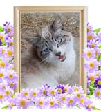 ちろちゃんの追悼写真（猫の火葬）