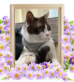 つくねちゃんの追悼写真（猫の火葬）