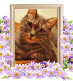 つぶちゃんの追悼写真（猫の火葬）