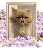 猫の火葬(てちゅ)