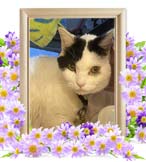 てんちゃんの追悼写真（猫の火葬）