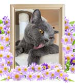 てんちゃんの追悼写真