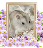 ときちゃんの追悼写真（小動物の火葬）