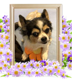 ペット火葬(ところ)