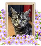 しぃまちゃんの追悼写真（猫の火葬）