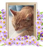 とらおちゃんの追悼写真（猫の火葬）