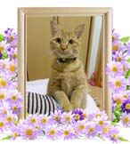 とらじちゃんの追悼写真（猫の火葬）