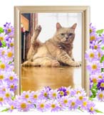 とろちゃんの追悼写真（猫の火葬）