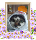 ペット火葬(なぎさ)