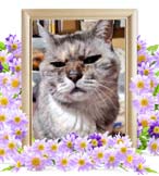なつみちゃんの追悼写真（猫の火葬）