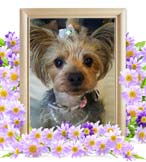 ななちゃんの追悼写真（犬の火葬）