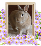 ウサギの火葬(にこ)