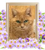 になちゃんの追悼写真（猫の火葬）