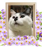 にまめちゃんの追悼写真