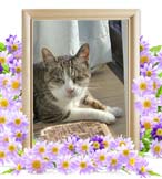 にゃんすけちゃんの追悼写真（猫の火葬）