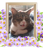 猫の火葬(にゃー)