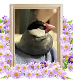 ねむちゃんの追悼写真（小動物の火葬）