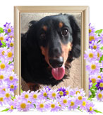 犬の火葬(のこ)