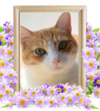 猫の火葬(はぎ)