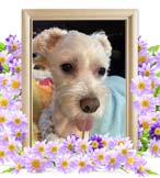 はくちゃんの追悼写真（犬の火葬）