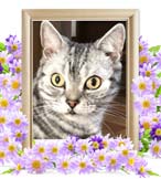 はちちゃんの追悼写真（猫の火葬）