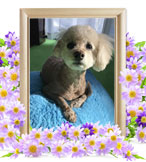 犬の火葬(はな)