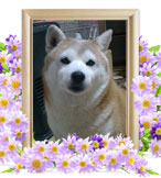 ペットの火葬(はな)