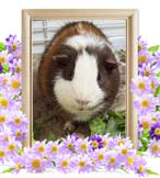 はなちゃんの追悼写真（小動物の火葬）