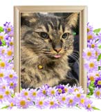 はまちちゃんの追悼写真（猫の火葬）