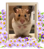 はむちゃんの追悼写真（小動物の火葬）