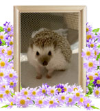 小動物の火葬(はりり)