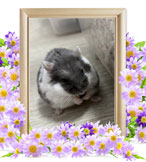 小動物の火葬(はる)