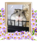 ハムスターの火葬(はる)