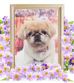 はんぺんちゃんの追悼写真（犬の火葬）