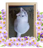 ぱくちゃんの追悼写真（猫の火葬）