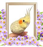 ぱるちゃんの追悼写真